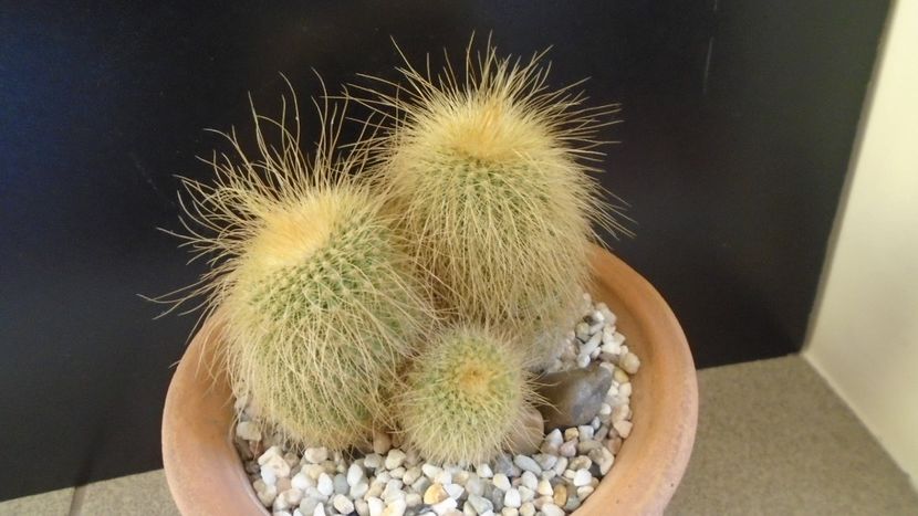 Notocactus leninghausii (Parodia leninghausii) - Cactusi 2020 - catalogare 2