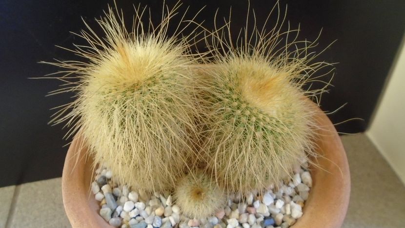 Notocactus leninghausii (Parodia leninghausii) - Cactusi 2020 - catalogare 2