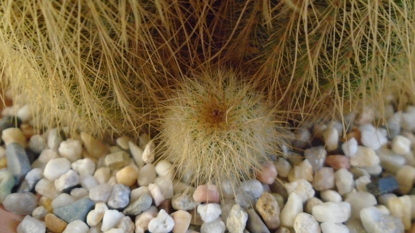 Notocactus leninghausii (Parodia leninghausii) - Cactusi 2020 - catalogare 2