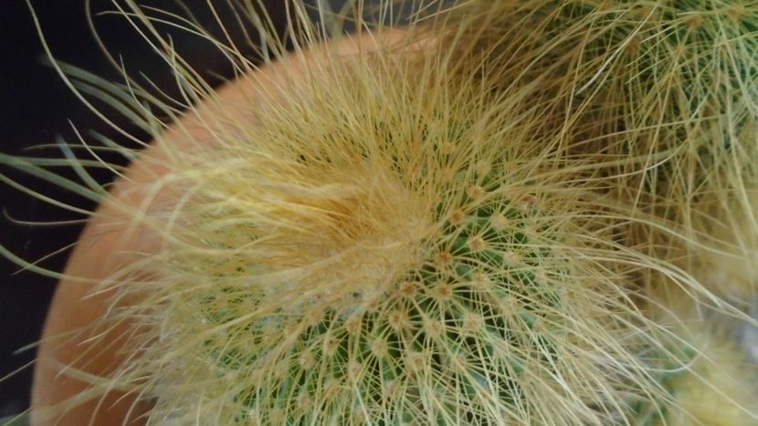 Notocactus leninghausii (Parodia leninghausii) - Cactusi 2020 - catalogare 2