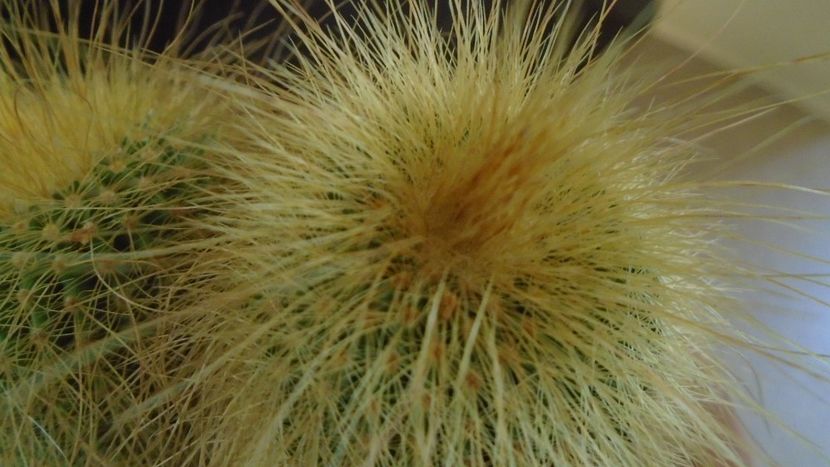 Notocactus leninghausii (Parodia leninghausii) - Cactusi 2020 - catalogare 2