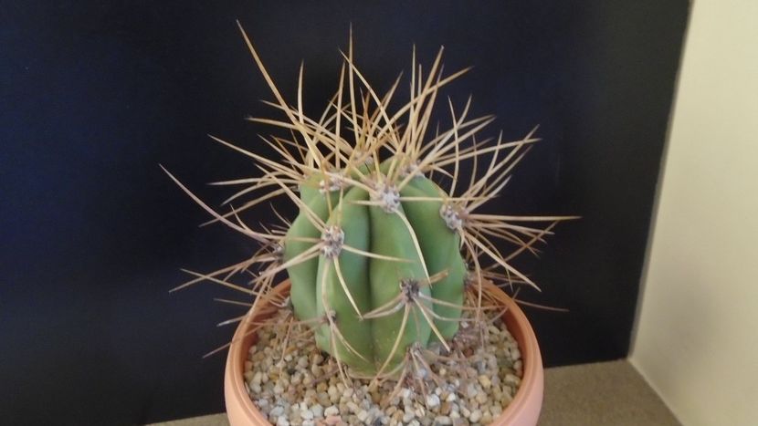 Trichocereus terscheckii (Echinopsis) - Cactusi 2020 - catalogare 2