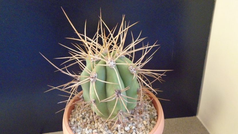 Trichocereus terscheckii (Echinopsis) - Cactusi 2020 - catalogare 2