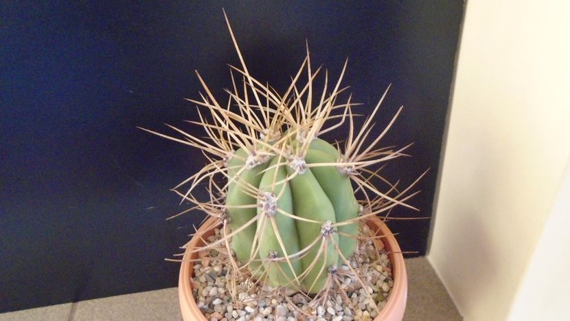 Trichocereus terscheckii (Echinopsis) - Cactusi 2020 - catalogare 2