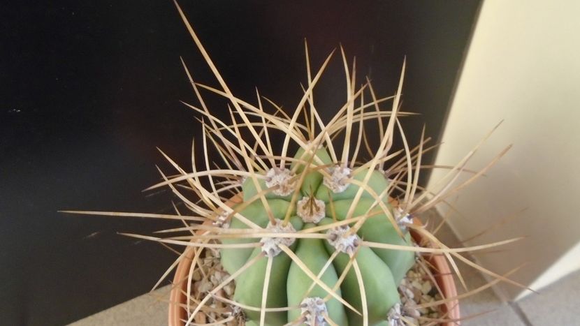 Trichocereus terscheckii (Echinopsis) - Cactusi 2020 - catalogare 2