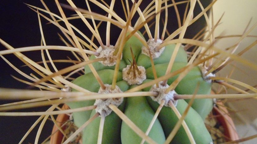 Trichocereus terscheckii (Echinopsis) - Cactusi 2020 - catalogare 2