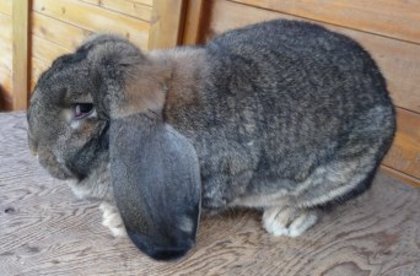 iepuri nu sunt ai mei - Iepuri cu punctaje de peste 95 puncte