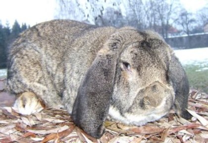 iepuri nu sunt ai mei - Iepuri cu punctaje de peste 95 puncte