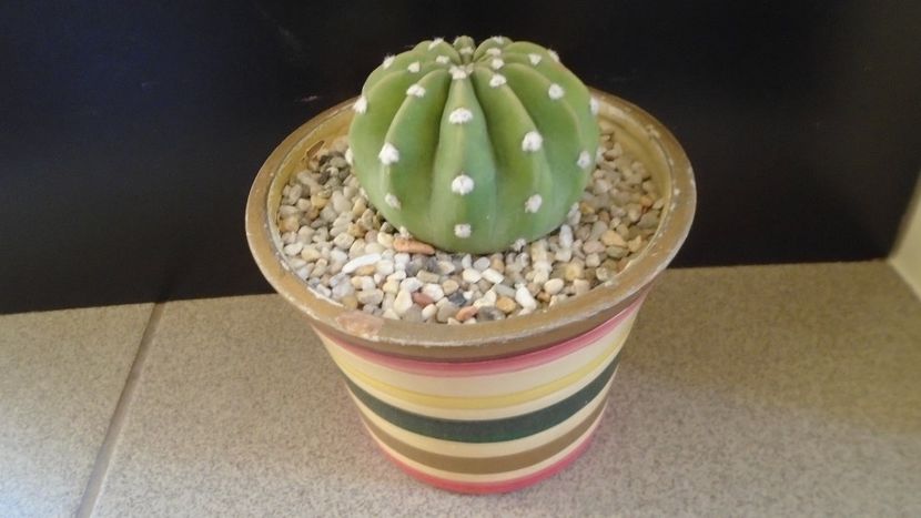 Echinopsis subdenudata =  Echinopsis ancistrophora - Cactusi 2020 - catalogare 2