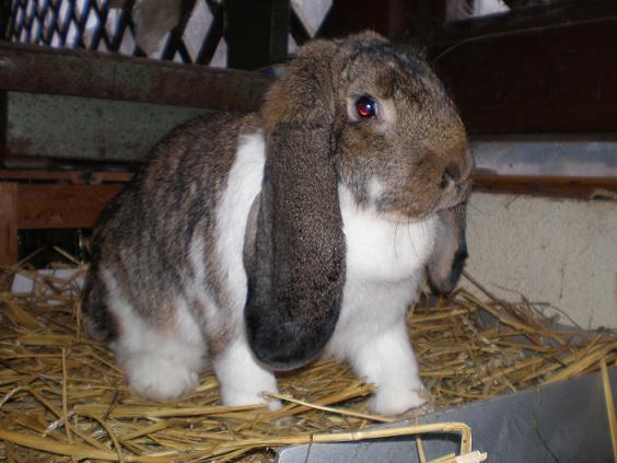 iepuri nu sunt ai mei - Iepuri cu punctaje de peste 95 puncte