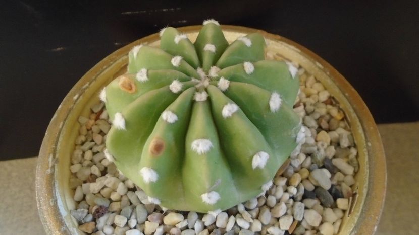 Echinopsis subdenudata =  Echinopsis ancistrophora - Cactusi 2020 - catalogare 2