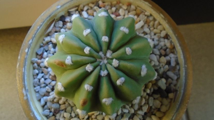 Echinopsis subdenudata =  Echinopsis ancistrophora - Cactusi 2020 - catalogare 2