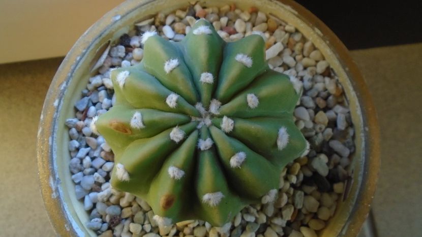 Echinopsis subdenudata =  Echinopsis ancistrophora - Cactusi 2020 - catalogare 2