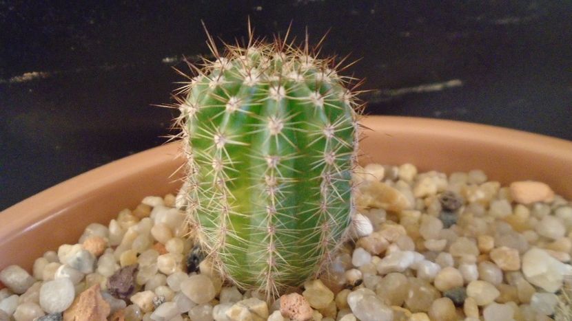 Echinopsis hb. f. variegata - Cactusi 2020 - catalogare 2