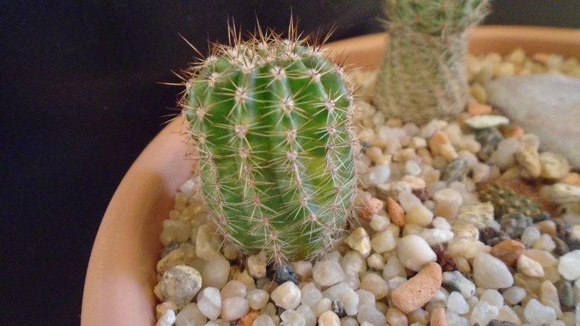 Echinopsis hb. f. variegata - Cactusi 2020 - catalogare 2