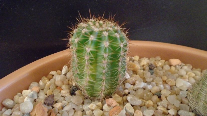 Echinopsis hb. f. variegata - Cactusi 2020 - catalogare 2