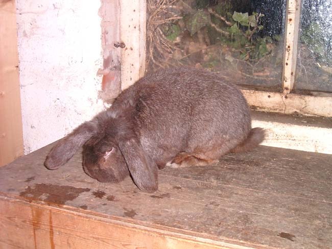 iepuri nu sunt ai mei - Iepuri cu punctaje de peste 95 puncte