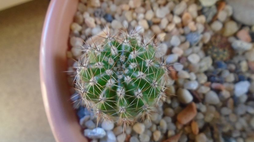 Echinopsis hb. f. variegata - Cactusi 2020 - catalogare 2
