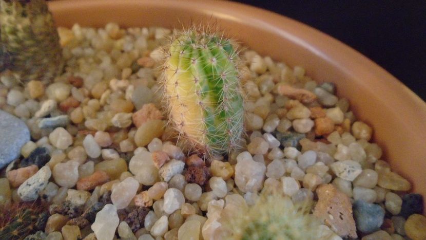 Echinopsis hb. f. variegata - Cactusi 2020 - catalogare 2