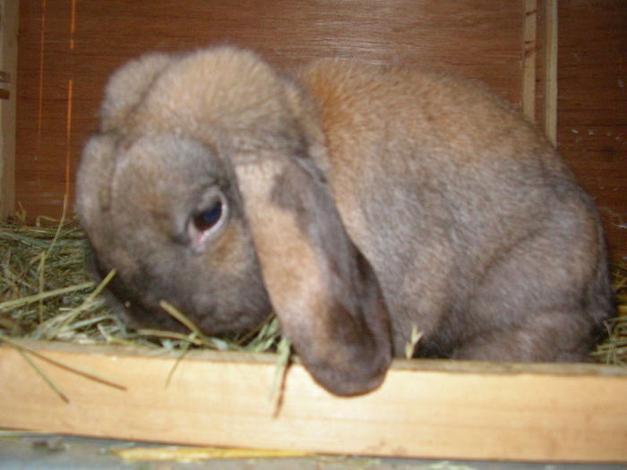 iepuri nu sunt ai mei - Iepuri cu punctaje de peste 95 puncte