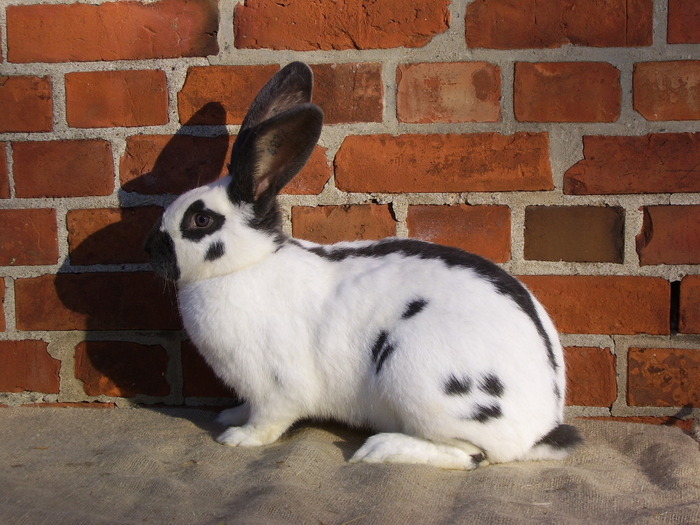 iepuri nu sunt ai mei