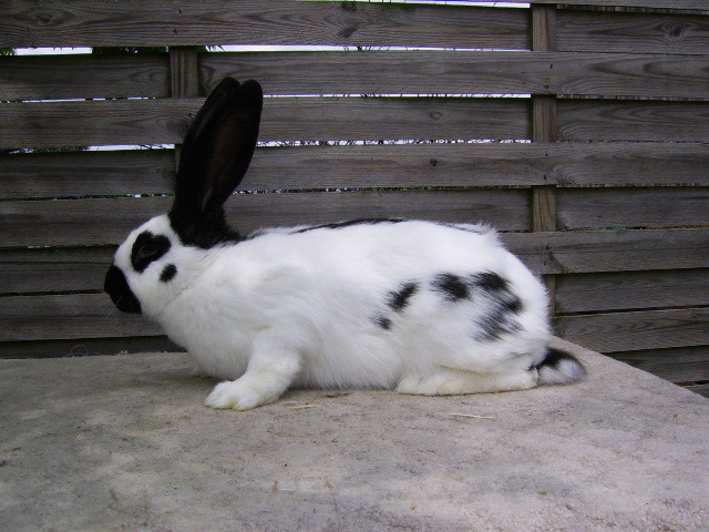 iepuri nu sunt ai mei