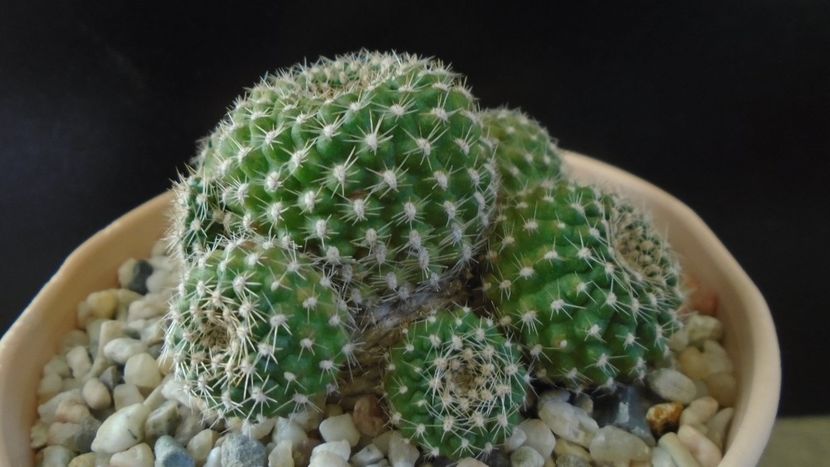 Rebutia krainziana = Rebutia marsoneri - Cactusi 2020 - catalogare 2