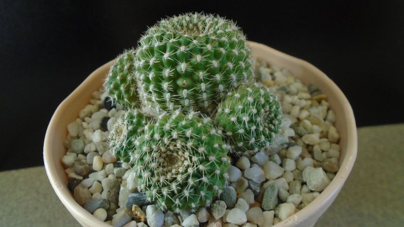 Rebutia krainziana = Rebutia marsoneri - Cactusi 2020 - catalogare 2