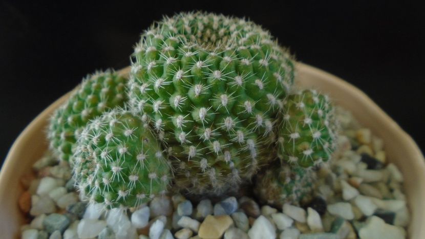 Rebutia krainziana = Rebutia marsoneri - Cactusi 2020 - catalogare 2