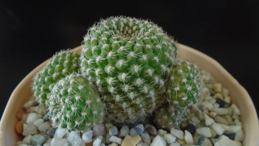 Rebutia krainziana = Rebutia marsoneri - Cactusi 2020 - catalogare 2