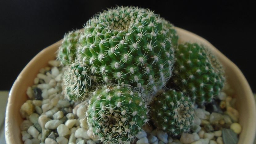 Rebutia krainziana = Rebutia marsoneri - Cactusi 2020 - catalogare 2