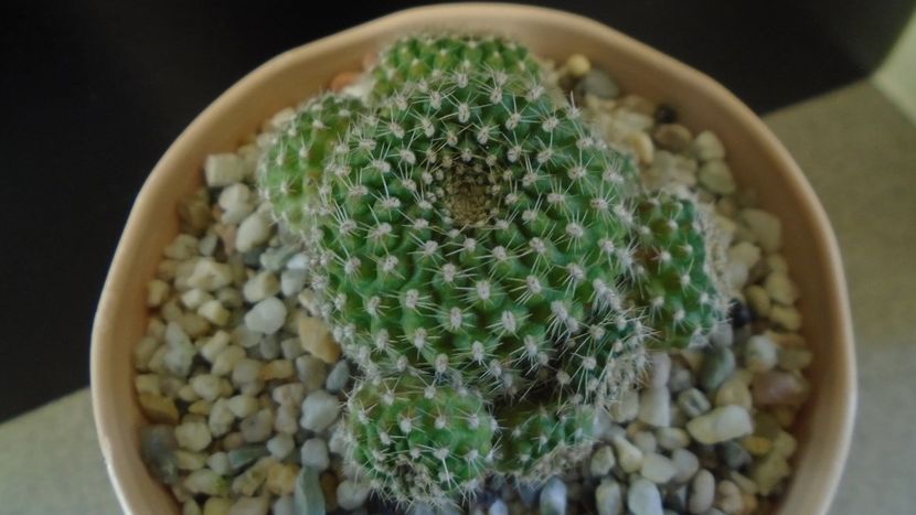 Rebutia krainziana = Rebutia marsoneri - Cactusi 2020 - catalogare 2