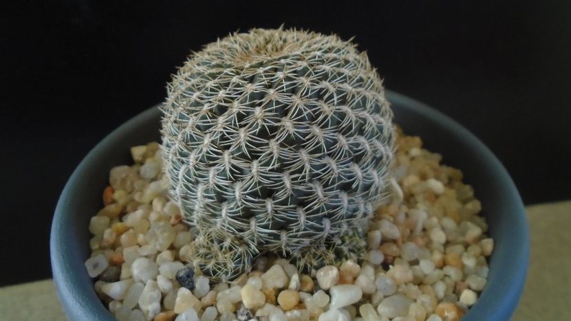 Rebutia arenacea - Cactusi 2020 - catalogare 2