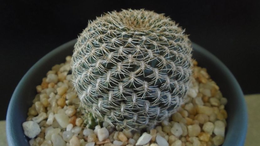 Rebutia arenacea - Cactusi 2020 - catalogare 2