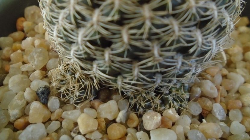 Rebutia arenacea - Cactusi 2020 - catalogare 2