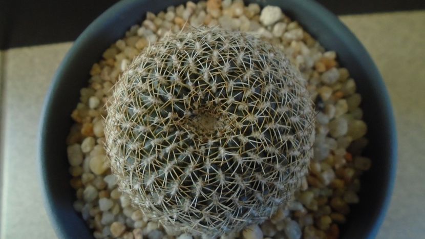 Rebutia arenacea - Cactusi 2020 - catalogare 2