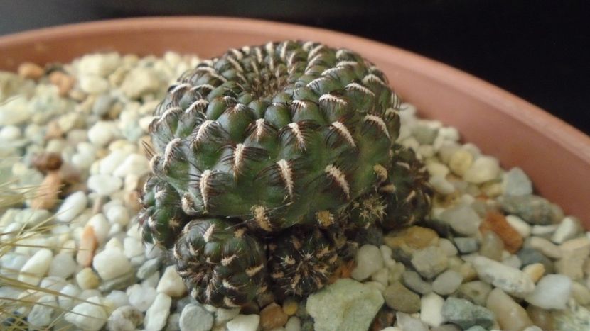 Rebutia steinbachii = Sulcorebutia heinzii - Cactusi 2020 - catalogare 2