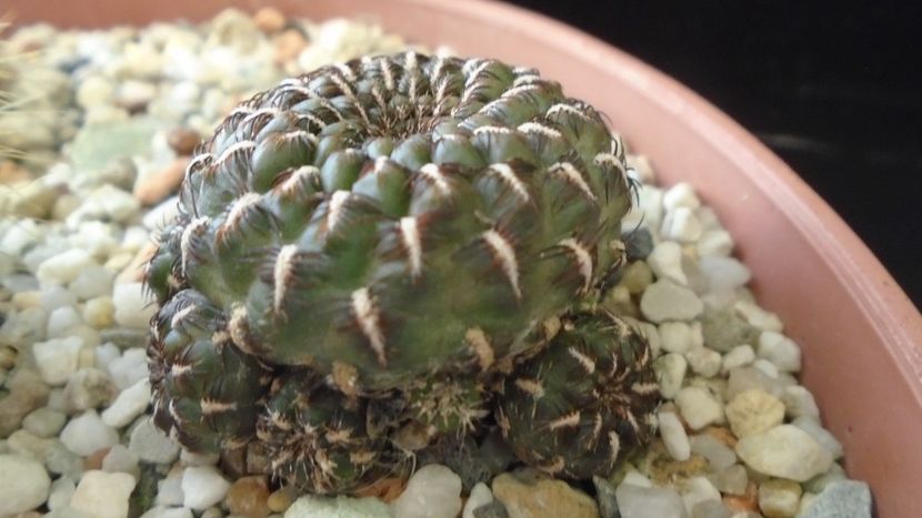 Rebutia steinbachii = Sulcorebutia heinzii - Cactusi 2020 - catalogare 2