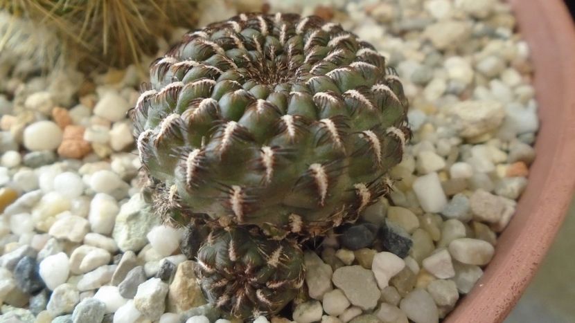 Rebutia steinbachii = Sulcorebutia heinzii - Cactusi 2020 - catalogare 2