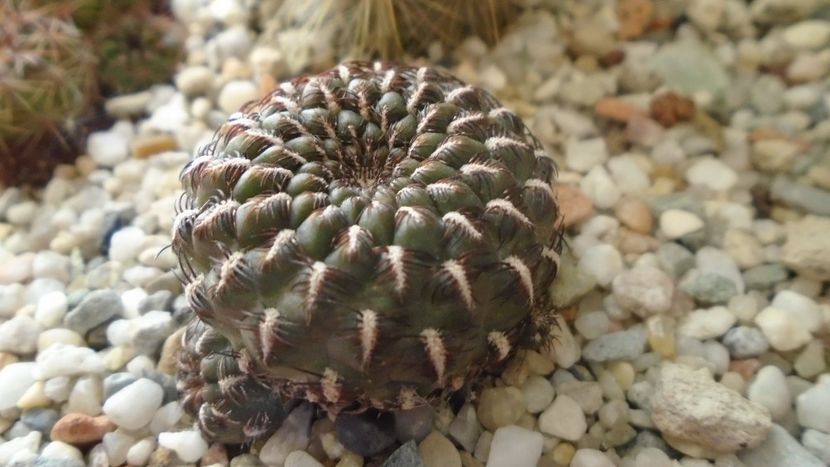 Rebutia steinbachii = Sulcorebutia heinzii - Cactusi 2020 - catalogare 2