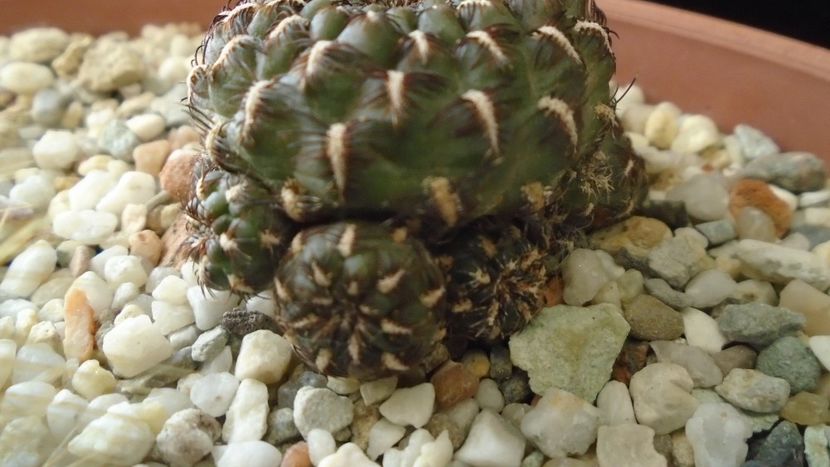 Rebutia steinbachii = Sulcorebutia heinzii - Cactusi 2020 - catalogare 2