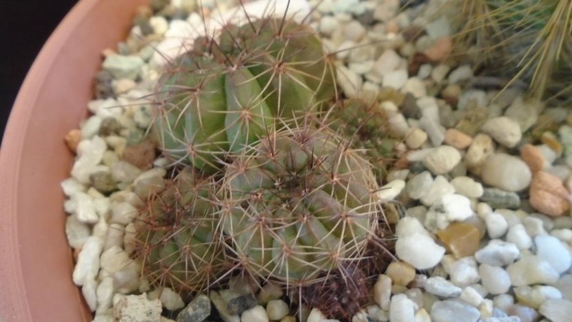 Lobivia cinnabarina = Echinopsis cinnabarina - Cactusi 2020 - catalogare 2
