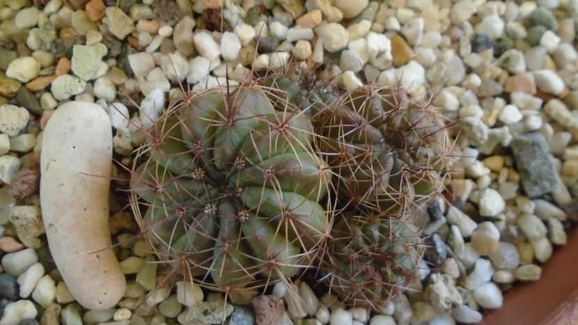 Lobivia cinnabarina = Echinopsis cinnabarina - Cactusi 2020 - catalogare 2