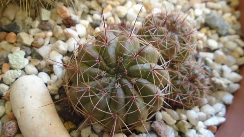 Lobivia cinnabarina = Echinopsis cinnabarina - Cactusi 2020 - catalogare 2