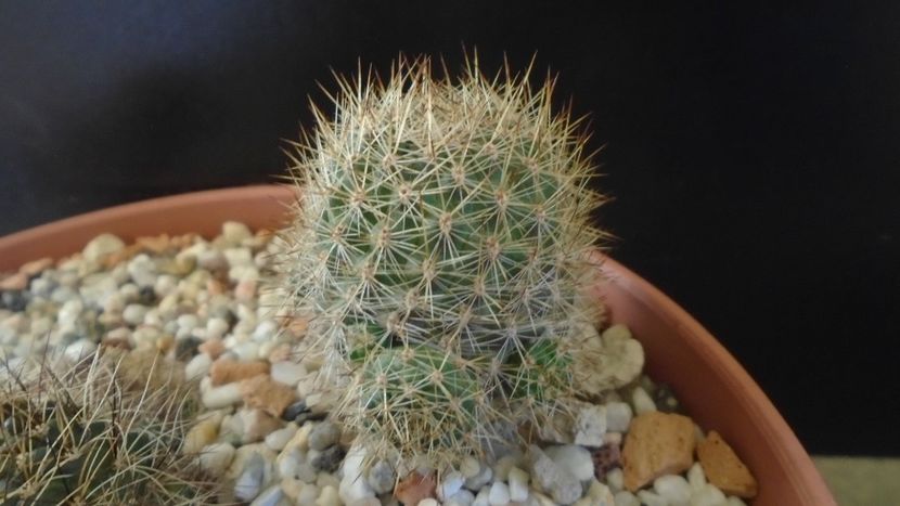 Aylostera (Rebutia) fiebrigii - Cactusi 2020 - catalogare 2