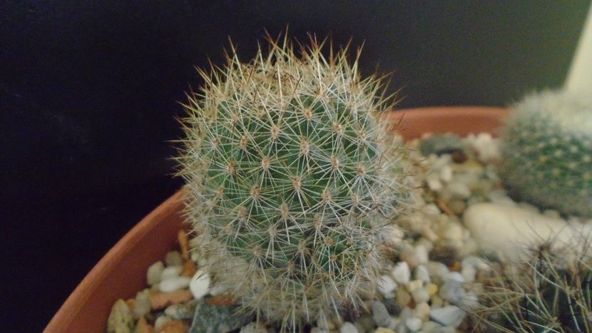 Aylostera (Rebutia) fiebrigii - Cactusi 2020 - catalogare 2