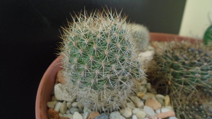 Aylostera (Rebutia) fiebrigii - Cactusi 2020 - catalogare 2