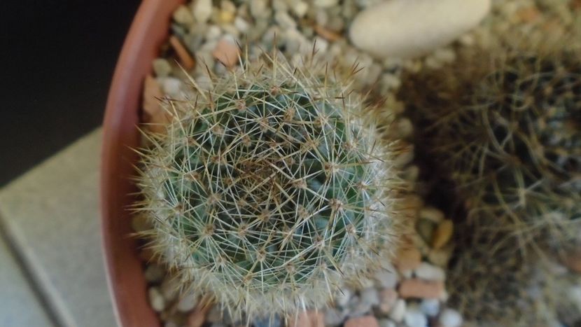 Aylostera (Rebutia) fiebrigii - Cactusi 2020 - catalogare 2