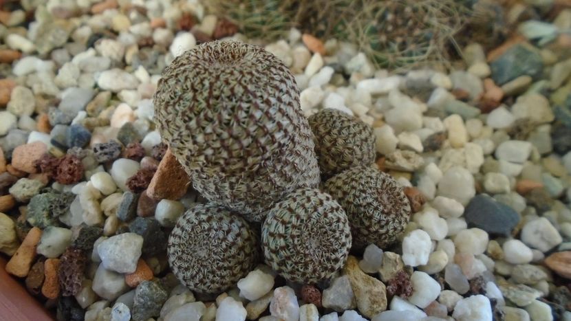 Aylostera (Rebutia) heliosa - Cactusi 2020 - catalogare 2