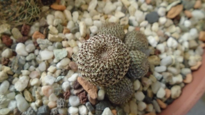 Aylostera (Rebutia) heliosa - Cactusi 2020 - catalogare 2